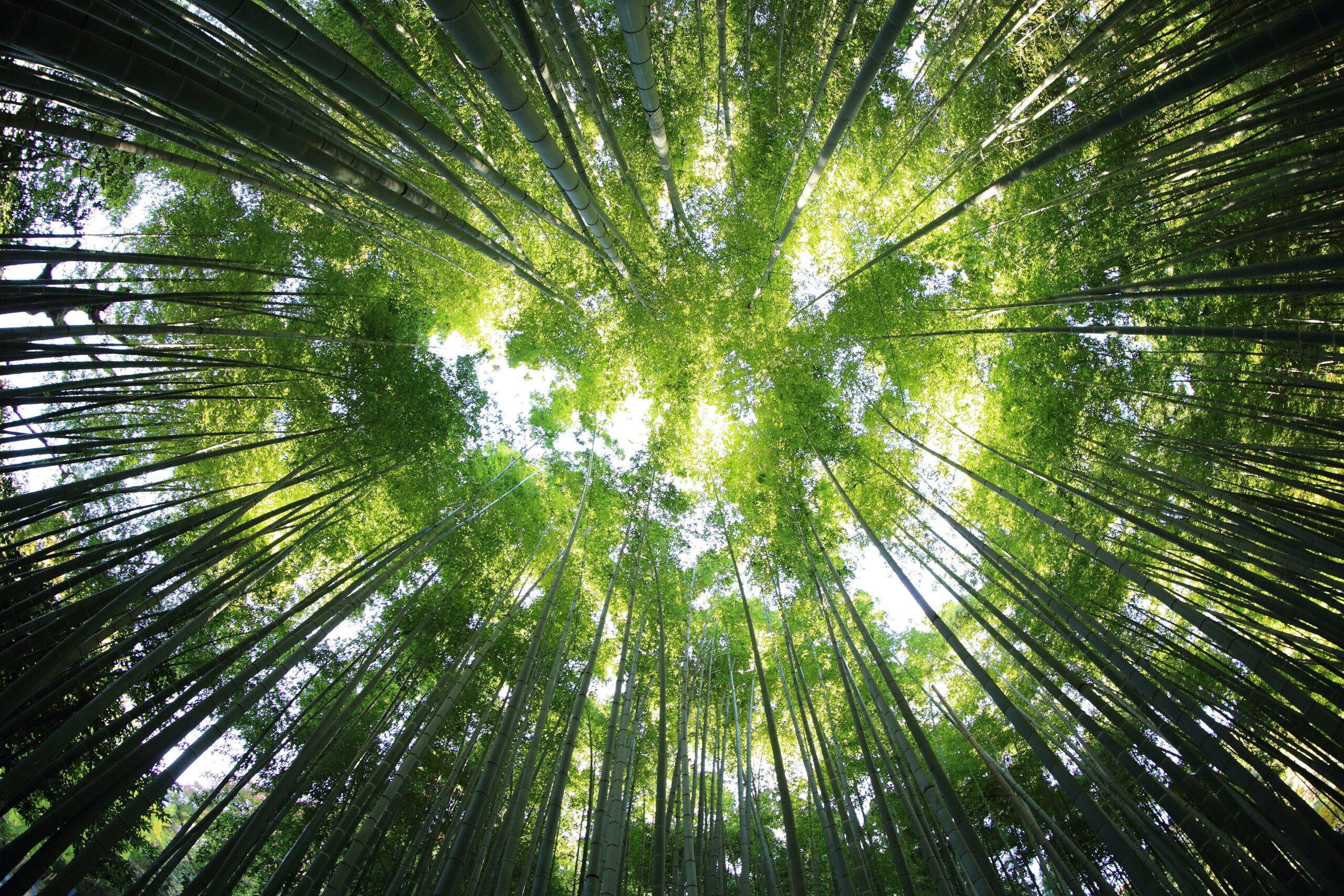 Kykenemmekö tarkastelemaan metsää puilta?